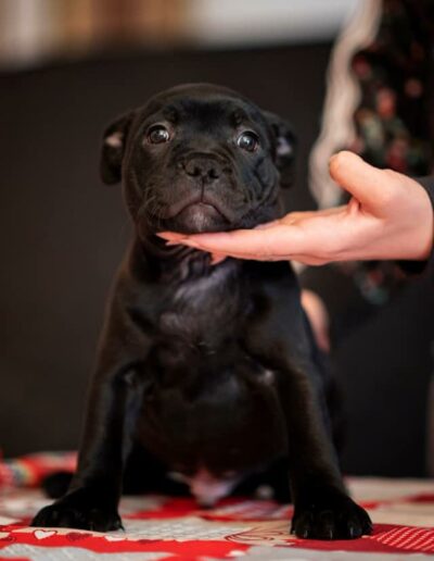 cuccioloStaffy_1