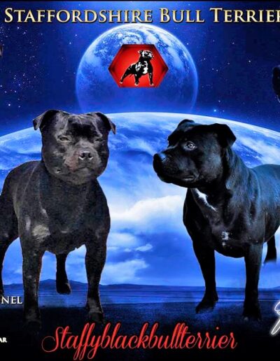 Staffy accoppiamento