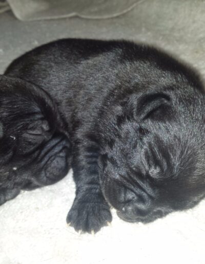 staffy