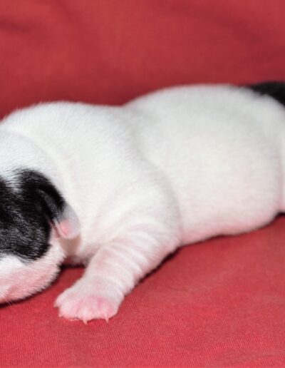 staffy