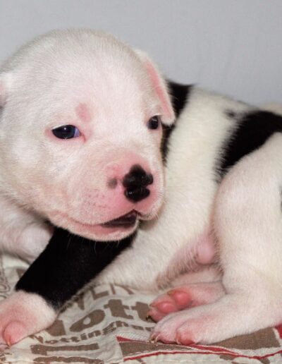 staffy