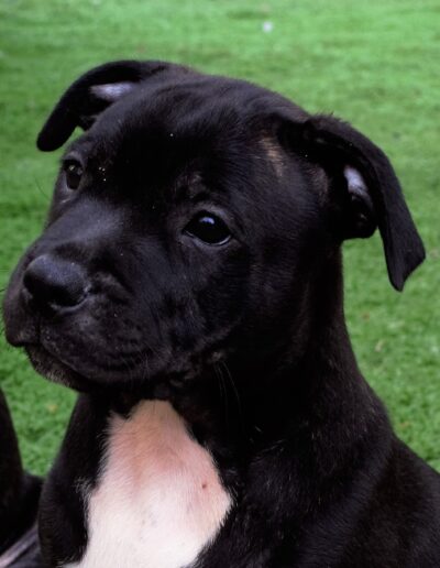 staffy