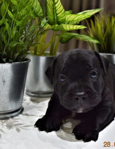 staffy