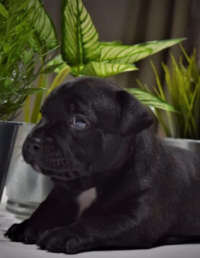 staffy