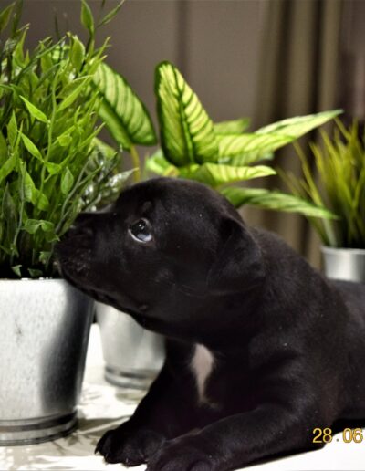 photo staffy