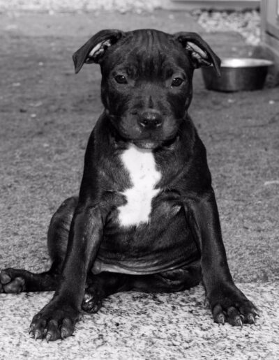 staffy