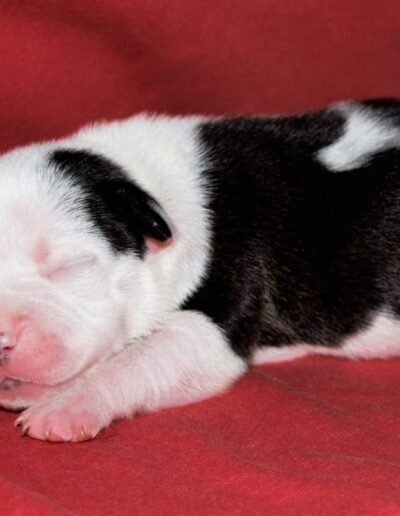 staffy