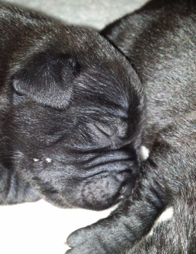 staffy