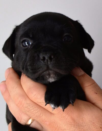 staffy