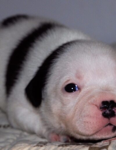 staffy