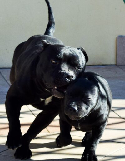 staffy