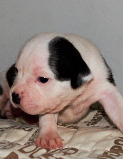 staffy