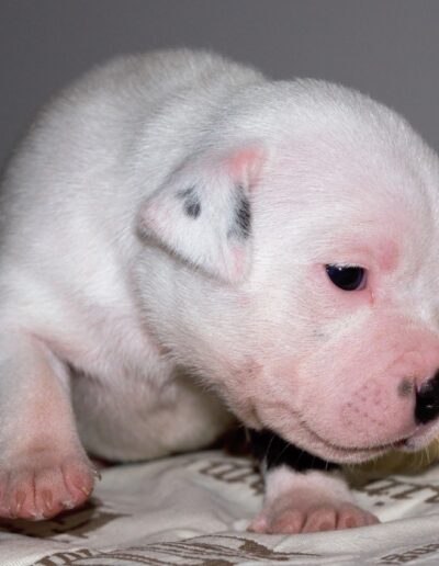 staffy