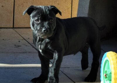 Cucciola Staffordshire