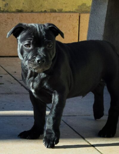 staffy_cucciola
