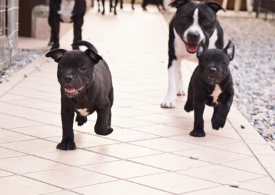 staffyblackbullkennel.com-treviglio