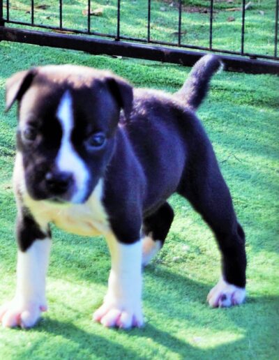 allevamento staffy
