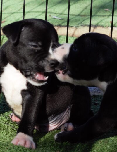allevamento staffyblackbullkennel