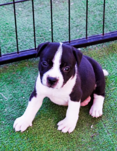 allevamento staffyblackbullkennel