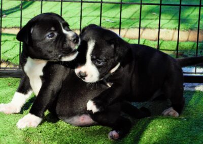 allevamento staffyblackbullkennel