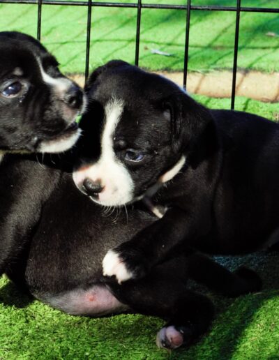 allevamento staffyblackbullkennel