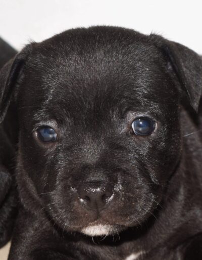 cucciolo staffy