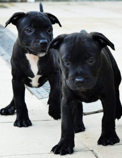 cuccioli staffy