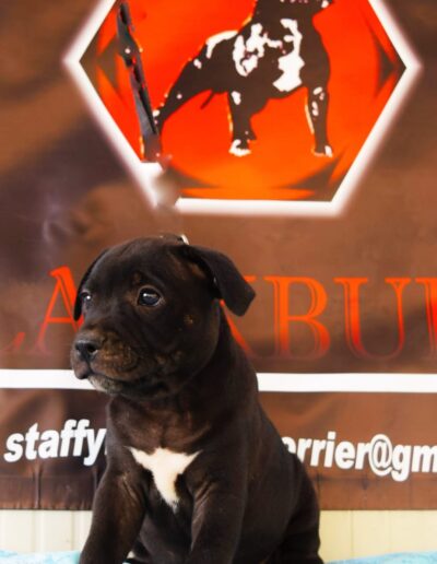 cucciolo staffy