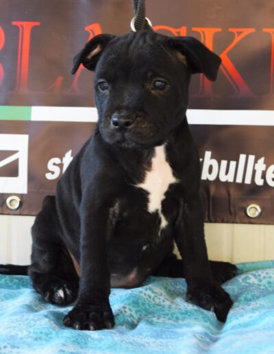 cucciolo staffy