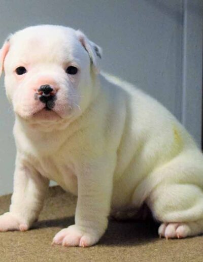 staffy-bianco