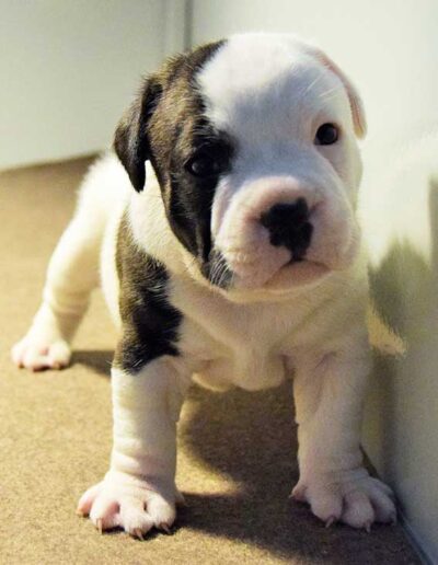 staffy-black-bull-terrier-pezzato