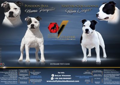 cuccioli staffordshirebullterrier