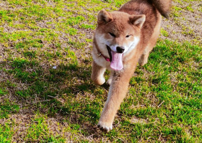 pensione-cani-corti-di-bayron-treviglio1