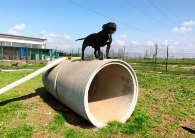 staffordshire-bull-terrier-treviglio-3