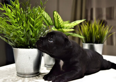 staffy-black-terrier